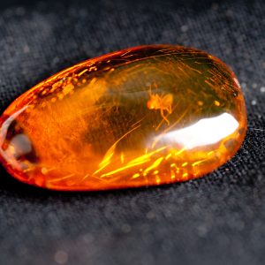 amber with insect inside