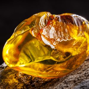 Natural amber. A piece of yellow transparent natural amber on large piece of dark stoned wood